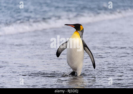 Pinguino reale di andare in acqua vicino fino Foto Stock