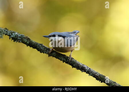 Eurasian picchio muratore (sitta europaea) appollaiato sul ramo di muschio in autunno dorato bosco. Foto Stock