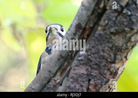 Maschio di Picchio rosso maggiore (Dendrocopos major) Il peering intorno a un ramo, alimentando nel bosco d'autunno. Il 29 ottobre 2018 Foto Stock