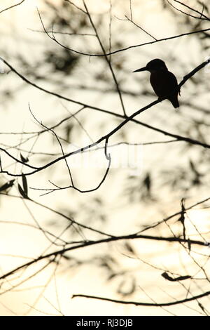 Common Kingfisher (Alcedo atthis) arroccato in alberi retroilluminati da sera luce invernale Foto Stock