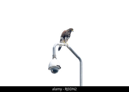 La Harris hawk (Parabuteo unicinctus), individuo arroccato su un posto di sorveglianza nel centro urbano Foto Stock