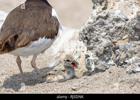 Nido attivo al piccione di American oystercatcher (Haematopus palliatus) trovata sulla sabbia Foto Stock