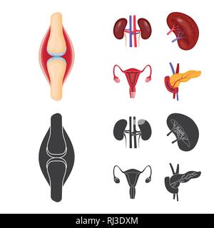 Osso,rene,urinario,pancreas,TENDINE,sistema endocrino,,il legamento,fagioli,Vescica,il diabete,pregiudizio,trapianto,excretory,digestivi muscolo,,pietre,femmina,corpo,di midollo osseo,Schema,,riproduttiva il cancro,congiunto,malattia,ovaia,alimentare cartilagine,,uterino tumore,,biology,scientific,ricerca,laboratorio,anatomia,organo interno,,medical,,umana salute,impostare,vettore,icona,immagine,isolato,raccolta,design,l'elemento,graphic,segno vettori vettore , Illustrazione Vettoriale