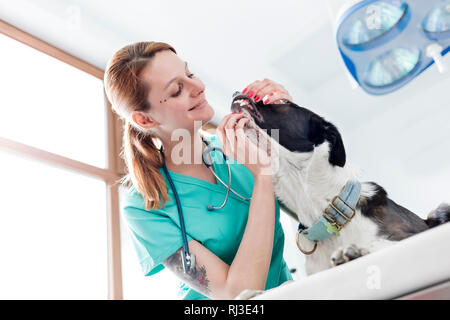 Basso angolo di vista medico esaminando cane i denti a clinica veterinaria Foto Stock