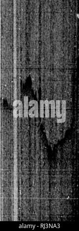 . Avventure sportive nel Pacifico, mentre al comando della " renne" [microformati]. Caccia; Chasse. Nel pacifico. 37 "Mr. James Hodges, rappresentando il con- Trattori, sigg. Brassey, arrivati a Callao nel mese di agosto, 1870, allo scopo di eseguire il contratto. *' Prendendo dei fori, si è riscontrato che le fondazioni invece di essere sulla ghiaia, come rappresentato, furono su fango circa venti piedi profondo; in conseguenza di ciò è stato necessario scavare il letto della baia per la profondità di circa sedici metri. Lo spazio così scavato fu riempita di macerie, pietra, e gra Foto Stock