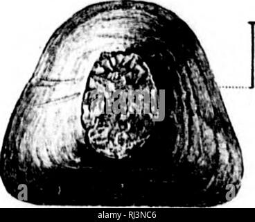 . Secondo contributo agli studi sul Cambriano faune del Nord America [microformati]. Paleontologia; Arthropoda, fossile; Arthropoda, fossile; Paléontologie; Arthropodes fossiles; Arthropodes fossiles. . Si prega di notare che queste immagini vengono estratte dalla pagina sottoposta a scansione di immagini che possono essere state migliorate digitalmente per la leggibilità - Colorazione e aspetto di queste illustrazioni potrebbero non perfettamente assomigliano al lavoro originale. Walcott, Charles D. (Charles Doolittle), 1850-1927; Stati Uniti. Geological Survey. Washington : G. P. O. Foto Stock