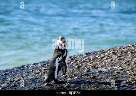 Pinguino in piedi su una roccia Foto Stock