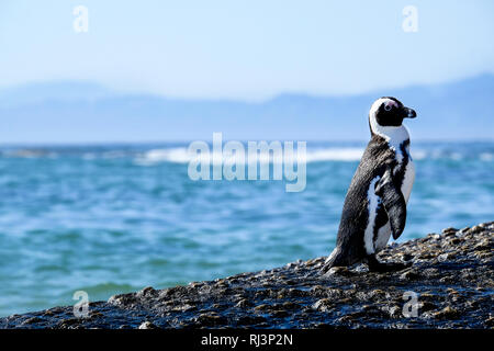 Pinguino in piedi su una roccia Foto Stock