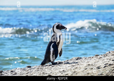 Pinguino in piedi su una roccia Foto Stock