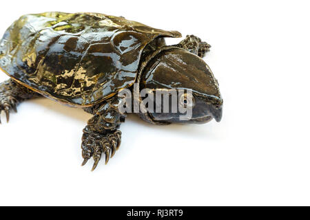 La tartaruga 'Platysternon megacephalum' su uno sfondo bianco,è una tartaruga di acqua dolce, carnivori, Platysternon megacephalum. Foto Stock