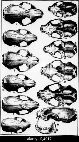 . Sinossi delle donnole del Nord America [microformati]. La donnola; mammiferi; Belettes; MammifÃ¨res. Â 'm North American Fauna, No. 11. Piastra III.. 1, 2, I'ntoitua frvnatiu; 3, -1. Ho lonyicauda. 5, (}. ho tropicalia.. Si prega di notare che queste immagini vengono estratte dalla pagina sottoposta a scansione di immagini che possono essere state migliorate digitalmente per la leggibilità - Colorazione e aspetto di queste illustrazioni potrebbero non perfettamente assomigliano al lavoro originale. Merriam, C. Hart (Clinton Hart), 1855-1942. Washington : G. P. O. Foto Stock