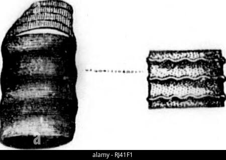 . Acadian geologia [microformati] : la struttura geologica, resti organici e delle risorse minerarie della Nova Scotia, del New Brunswick e del Prince Edward Island. Geologia e Paleontologia, Geologia; Geologia; geologiche; Paléontologie; Géologie; Géologie. Questa specie è notevole per la sua estrema delicatezza forma rastremata ; il frammento di più di un pollice lungo, mostrando a malapena un per- ceptible diminuzione di diametro. Vi sono dodici e una metà cham-. Si prega di notare che queste immagini vengono estratte dalla pagina sottoposta a scansione di immagini che possono essere state migliorate digitalmente per la leggibilità - Colorazione e aspetto di questi il Foto Stock