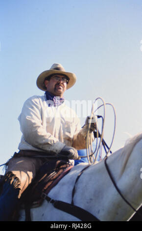 Cowboy a cavallo tenendo un lariat (tenendo in mano una corda) durante una molla il branding Foto Stock