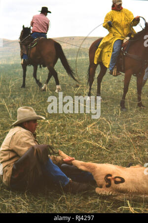 Cowboy su Nebraska ranch tenendo un vitello per il branding Foto Stock