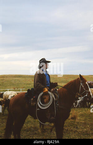 Cowboy a cavallo tenendo un lariat (tenendo in mano una corda) durante una molla il branding Foto Stock