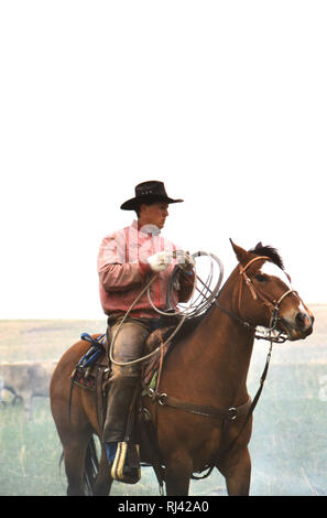 Cowboy a cavallo tenendo un lariat (tenendo in mano una corda) durante una molla il branding Foto Stock