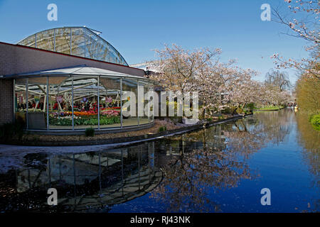 Niederlande - Lisse, Keukenhof, Blumenschau im Pavillon Willem-Alexander, Foto Stock