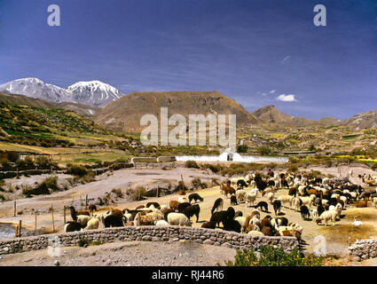 Llamas Farm, Putre, Cile Foto Stock