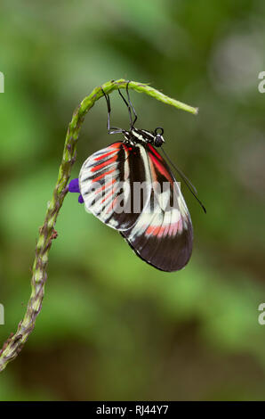 Tasto di pianoforte Butterfly, Heliconius melpomene :, Foto Stock