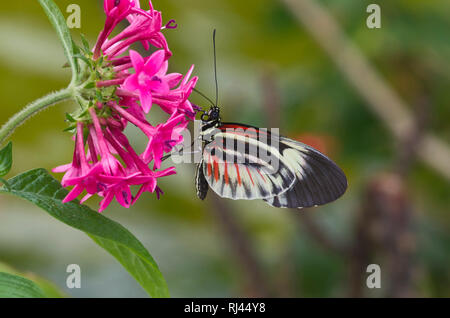 Tasto di pianoforte Butterfly, Heliconius melpomene :, Foto Stock