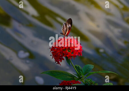 Tasto di pianoforte Butterfly, Heliconius melpomene :, Foto Stock