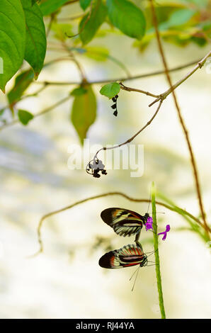 Tasto di pianoforte Butterfly, Heliconius melpomene :, Foto Stock