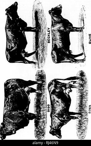 . Choix des Vaches laitières [microforme] : économie dans leur alimentazione. Agricoltura; Lait; Élevage laitier; Agricoltura; scambi di latte; industria lattiero-casearia. :Î!i'i*. Si prega di notare che queste immagini vengono estratte dalla pagina sottoposta a scansione di immagini che possono essere state migliorate digitalmente per la leggibilità - Colorazione e aspetto di queste illustrazioni potrebbero non perfettamente assomigliano al lavoro originale. Chapais, J. C. (Jean Charles), 1850-1926. Montreal : Herald Pub. Co. Foto Stock