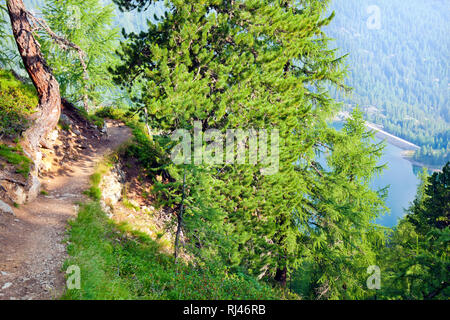 Bergwald im Val d Ultimo Foto Stock