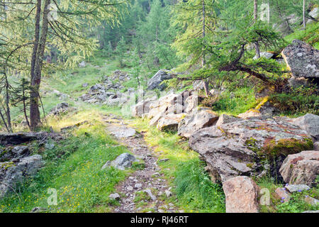 Bergwald im Val d Ultimo Foto Stock