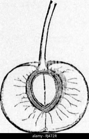 . Un manuale del medico di botanica del Nord America [microformati]. La botanica, Medico; botanica; Botanique médicale; Botanique. . Si prega di notare che queste immagini vengono estratte dalla pagina sottoposta a scansione di immagini che possono essere state migliorate digitalmente per la leggibilità - Colorazione e aspetto di queste illustrazioni potrebbero non perfettamente assomigliano al lavoro originale. Johnson, Laurence, 1845-1893. New York : W. Wood Foto Stock