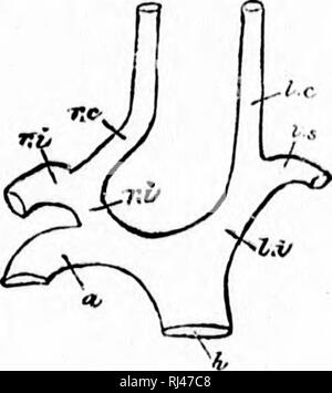 . Chiave per uccelli del Nord America [microformati] : contenente un conciso conto di ogni specie di vita e di uccelli fossili attualmente conosciuti dal continente nord del Messico e degli Stati Uniti, di confine inclusive della Groenlandia. Gli uccelli; ornitologia; Oiseaux; Ornithologie. Flli. U2.. Si prega di notare che queste immagini vengono estratte dalla pagina sottoposta a scansione di immagini che possono essere state migliorate digitalmente per la leggibilità - Colorazione e aspetto di queste illustrazioni potrebbero non perfettamente assomigliano al lavoro originale. Coues, Elliott, 1842-1899. Boston : Estes e Lauriat Foto Stock