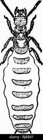 . Un libro di testo di morfologia invertebrato [microformati]. Invertebrati; morfologia (animali); Invertébrés; Morphologie (Animaux). . Si prega di notare che queste immagini vengono estratte dalla pagina sottoposta a scansione di immagini che possono essere state migliorate digitalmente per la leggibilità - Colorazione e aspetto di queste illustrazioni potrebbero non perfettamente assomigliano al lavoro originale. McMurrich, J. Playfair (James Playfair), 1859-1939. New York : H. Holt Foto Stock