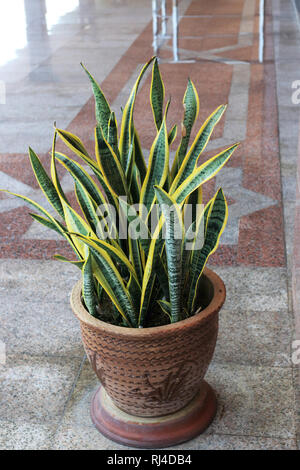 Sansevieria trifasciata o conosciuta come Madre nella legge la linguetta Foto Stock