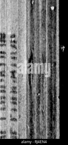 . Le prime lezioni sull'agricoltura [microformati] : canadese per gli agricoltori e le loro famiglie. Agricoltura; l'agricoltura. JrtJEPARATORY conoscenza applicata. 85 t alcuni parlare di un altra classe denominata concimi miscelati, costituiti da miscele di origine vegetale e animale maiitires, con l'aggiunta anche in alcuni caseSj di concimi minerali. Lezione XX. ora alla coNflKEVB E DI MIGLIORARE IL TERRENO (Continua). (Concimi Yegetable). 111. Che cosa sono i concimi vegetali ?-essi sono tali parti di vegetali come vengono immessi nel suolo per renderlo inore produttivo; come differenti tipi di trifoglio, grano saraceno, foglie di cavolo, ravanelli, rape- Foto Stock