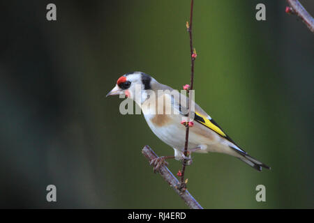 Stieglitz, Distelfink, Carduelis carduelis Foto Stock