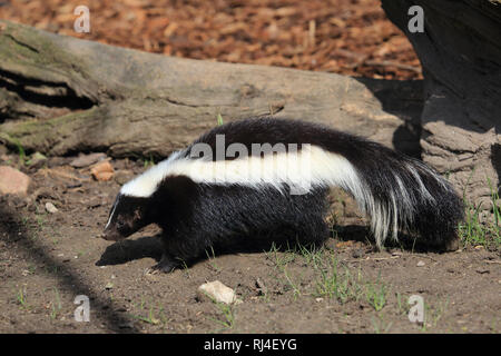 Streifenskunk, Mephitis mephitis Foto Stock
