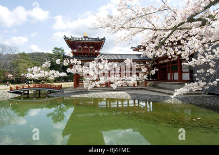 In Byodo, Uji, nei pressi di Kyoto, Giappone, tempio, sole mattutino, fiore di ciliegio Foto Stock