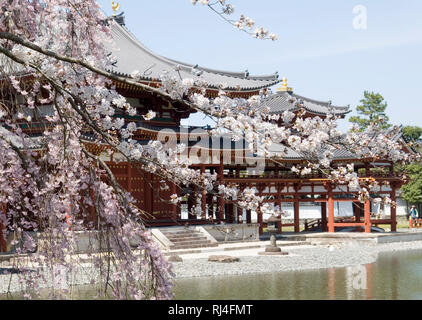 In Byodo, Uji, nei pressi di Kyoto, Giappone, tempio, sole mattutino, fiore di ciliegio Foto Stock