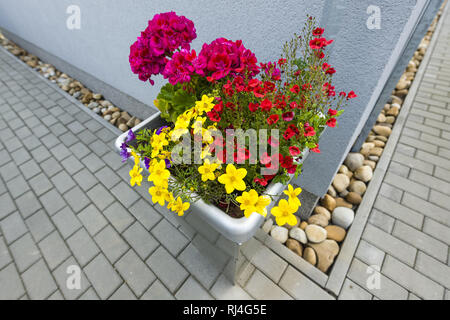 Dettaglio della pianta con i fiori in vaso in plastica Foto Stock