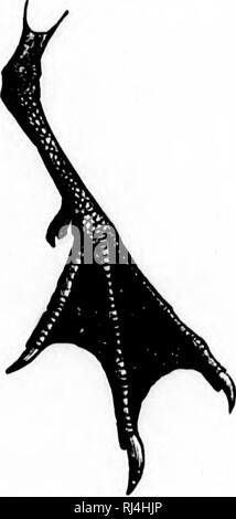 . Chiave per uccelli del Nord America [microformati] : contenente un conciso conto di ogni specie di vita e di uccelli fossili attualmente conosciuti dal continente nord del Messico e degli Stati Uniti, di confine inclusive della Groenlandia. Gli uccelli; ornitologia; Oiseaux; Ornithologie. . Si prega di notare che queste immagini vengono estratte dalla pagina sottoposta a scansione di immagini che possono essere state migliorate digitalmente per la leggibilità - Colorazione e aspetto di queste illustrazioni potrebbero non perfettamente assomigliano al lavoro originale. Coues, Elliott, 1842-1899. Boston : Estes e Lauriat Foto Stock