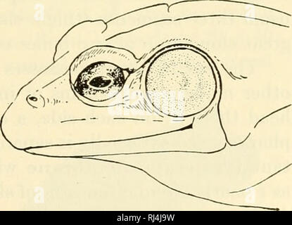 . Il chordates. Chordata. Oe Fig. 351. La colonna vertebrale di rana; vista dorsale. (Ob) arco neurale della prima vertebra; (Oc) uro- stile; (Pa) processi di articolazione; (Ps) colonna vertebrale neurale di tronco la vertebra; (Pf) trasversale processo; (Pic) processi trasversali delle vertebre caudali che sono fusi nell'uro- stile; (/?) nervature; (Sg) destra faccetta articolare con destra condilo occipitale del cranio; (SW) verte sacrale- bra; (Tb) prima (cervicale) vertebra. (Cortesia, Wiedersheim: "Grundriss der vergleichenden Anat- omie der Wirbeltiere", Jena, Gustav Fischer.) indica che esso è costituito da tagliare Foto Stock