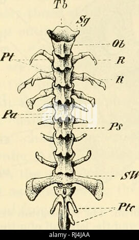 . Il chordates. Chordata. Ichthyopsida 455 gambe. Dietro il nono, o sacrale, vertebra è un lungo rettilineo, ONU- asta segmentata di osso, il urostyle, le cui modalità di sviluppo. Oe Fig. 351. La colonna vertebrale di rana; vista dorsale. (Ob) arco neurale della prima vertebra; (Oc) uro- stile; (Pa) processi di articolazione; (Ps) colonna vertebrale neurale di tronco la vertebra; (Pf) trasversale processo; (Pic) processi trasversali delle vertebre caudali che sono fusi nell'uro- stile; (/?) nervature; (Sg) destra faccetta articolare con destra condilo occipitale del cranio; (SW) verte sacrale- bra; (Tb) prima (cervicale) vertebra. (Courte Foto Stock
