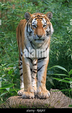 Sibirischer Tiger, Amurtiger, Panthera tigris altaica, Deutschland, prigionieri Foto Stock