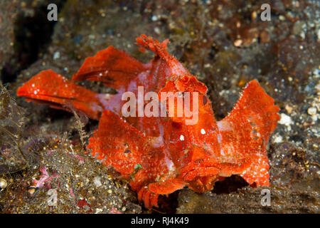 Eschmyers Schluckspecht, Rhinopias eschmeyeri, Bali, Indonesien Foto Stock