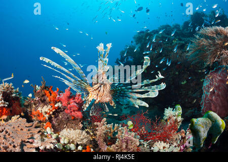 Rotfeuerfisch am Riff, pterois volitans, Komodo Nationalpark, Indonesien Foto Stock