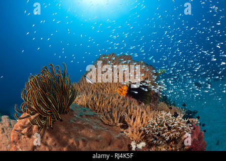 In Glasfische Korallenriff, Parapriacanthus ransonneti, Komodo Nationalpark, Indonesien Foto Stock