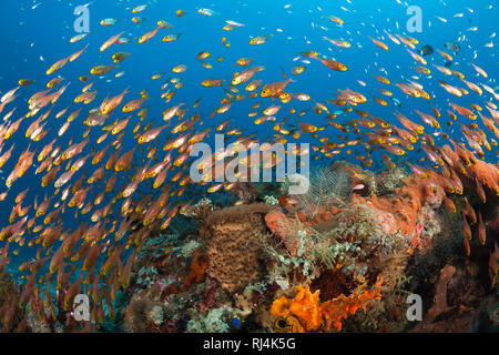 In Glasfische Korallenriff, Parapriacanthus ransonneti, Komodo Nationalpark, Indonesien Foto Stock