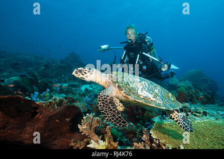 Echte Karettschildkroete und Taucher, Eretmochelys imbricata, Komodo Nationalpark, Indonesien Foto Stock