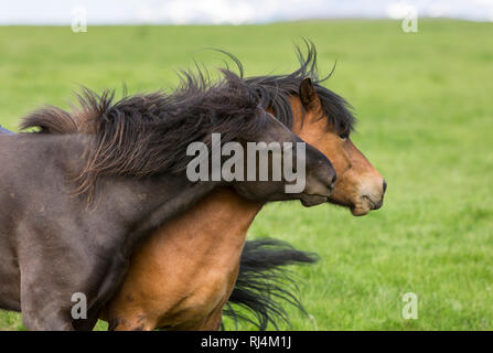 Cavalli islandesi vicino Bryggja, Islanda, nel sud-ovest dell'Islanda, Golden Circle Tour, si è evoluta dal pony presi in Islanda nel nono e decimo centries da n. Foto Stock