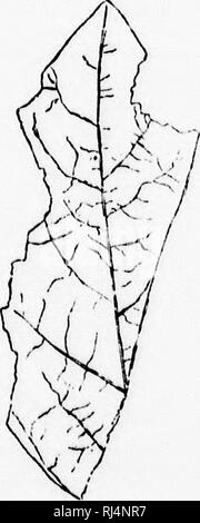 . Su piante fossili dal Similkameen Valley e in altri luoghi del sud della parte interna della Columbia Britannica [microformati]. Paleobotanica; Paléobotanique. . Si prega di notare che queste immagini vengono estratte dalla pagina sottoposta a scansione di immagini che possono essere state migliorate digitalmente per la leggibilità - Colorazione e aspetto di queste illustrazioni potrebbero non perfettamente assomigliano al lavoro originale. Dawson, J. W. (John William), Sir, 1820-1899; Royal Society of Canada. [Ottawa? : S. n. Foto Stock